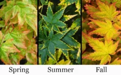 Sagara Nishiki Japanese Maple - 3 Gallon Pot -Plant Promotion Store acer palmatum sagara nishiki japanese maple 8