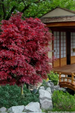 Shaina Dwarf Red Japanese Maple - 2 Gallon Pot -Plant Promotion Store acer palmatum shaina japanese maple 11 1