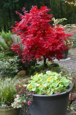 Shaina Dwarf Red Japanese Maple - 2 Gallon Pot -Plant Promotion Store acer palmatum shaina japanese maple 12 1