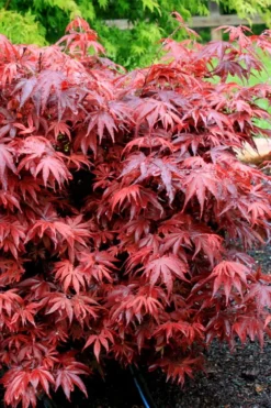 Shaina Dwarf Red Japanese Maple - 2 Gallon Pot -Plant Promotion Store acer palmatum shaina japanese maple 7 1