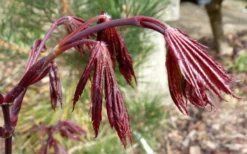 Trompenburg Japanese Maple - 5 Gallon Pot -Plant Promotion Store acer palmatum shirasawanum trompenburg japanese maple 1
