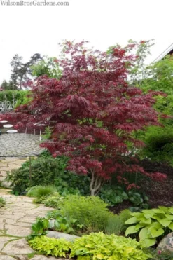 Trompenburg Japanese Maple - 5 Gallon Pot -Plant Promotion Store acer palmatum shirasawanum trompenburg japanese maple 10