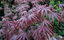 Trompenburg Japanese Maple - 5 Gallon Pot -Plant Promotion Store acer palmatum shirasawanum trompenburg japanese maple 2