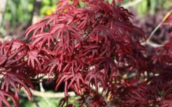 Trompenburg Japanese Maple - 5 Gallon Pot -Plant Promotion Store acer palmatum shirasawanum trompenburg japanese maple 8