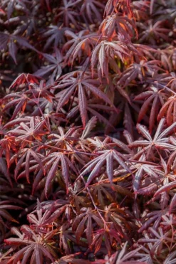 Trompenburg Japanese Maple - 5 Gallon Pot -Plant Promotion Store acer palmatum shirasawanum trompenburg japanese maple 9