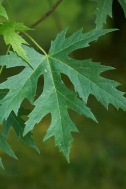 Silver Maple Tree (Acer Saccharinum) - 3 Gallon Pot 15 Silver Maple Tree (Acer Saccharinum) - 3 Gallon Pot -Plant Promotion Store acer saccharinum silver maple tree 1g
