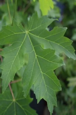 Silver Maple Tree (Acer Saccharinum) - 3 Gallon Pot 11 Silver Maple Tree (Acer Saccharinum) - 3 Gallon Pot -Plant Promotion Store acer saccharinum silver maple tree 2g