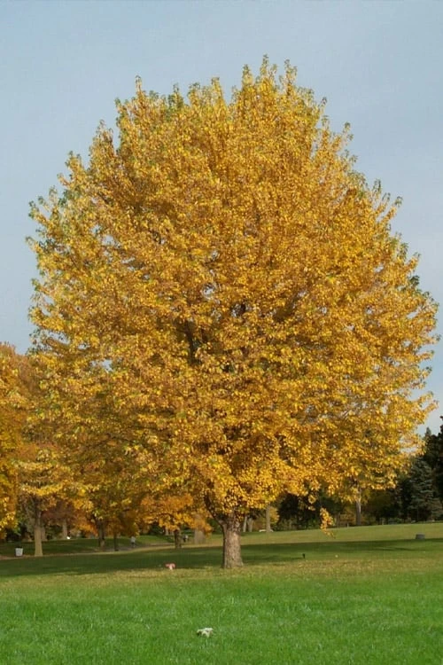 Silver Maple Tree (Acer Saccharinum) - 3 Gallon Pot 7 Silver Maple Tree (Acer Saccharinum) - 3 Gallon Pot - Image 7