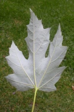 Silver Maple Tree (Acer Saccharinum) - 3 Gallon Pot 12 Silver Maple Tree (Acer Saccharinum) - 3 Gallon Pot -Plant Promotion Store acer saccharinum silver maple tree 6