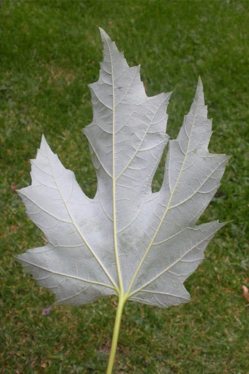 Silver Maple Tree (Acer Saccharinum) - 3 Gallon Pot 5 Silver Maple Tree (Acer Saccharinum) - 3 Gallon Pot - Image 5