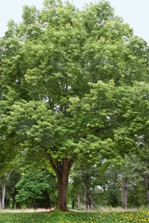 Silver Maple Tree (Acer Saccharinum) - 3 Gallon Pot 1 Silver Maple Tree (Acer Saccharinum) - 3 Gallon Pot