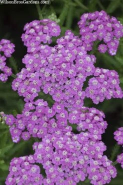 Firefly Amethyst Yarrow (Achillea) - 1 Gallon Pot -Plant Promotion Store achillea firefly amethyst yarrow 22