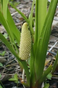 American Sweet Flag (Acorus Americanus) - 1 Gallon Pot -Plant Promotion Store acorus americanus american sweet flag 10