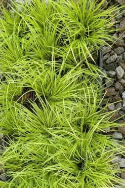 Dwarf Golden Sweet Flag - Acorus Gramineus 'Minimus Aureus' - 18 Count Flat Of Pint Pots 11 Dwarf Golden Sweet Flag - Acorus Gramineus 'Minimus Aureus' - 18 Count Flat Of Pint Pots -Plant Promotion Store acorus gramineus minnimus aurea dwarf golden sweet flag 105