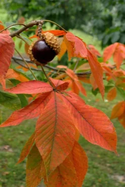 Ohio Buckeye (Aesculus Glabra) - 1 Gallon Pot 17 Ohio Buckeye (Aesculus Glabra) - 1 Gallon Pot -Plant Promotion Store aesculus glabra ohio buckeye 11