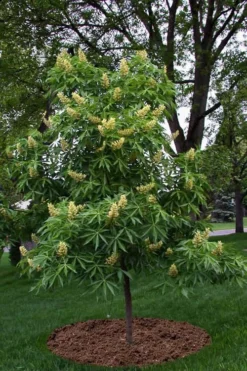 Ohio Buckeye (Aesculus Glabra) - 1 Gallon Pot 13 Ohio Buckeye (Aesculus Glabra) - 1 Gallon Pot -Plant Promotion Store aesculus glabra ohio buckeye 12