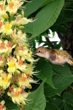 Ohio Buckeye (Aesculus Glabra) - 1 Gallon Pot 12 Ohio Buckeye (Aesculus Glabra) - 1 Gallon Pot -Plant Promotion Store aesculus glabra ohio buckeye 6