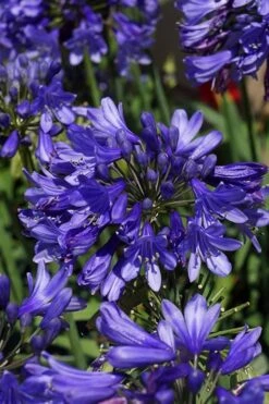 Ever Sapphire Agapanthus - Lily Of The Nile - 1 Gallon Pot -Plant Promotion Store agapanthus ever sapphire 500x750 1