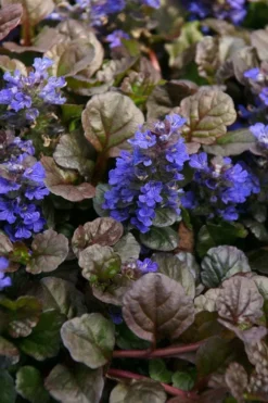 Bronze Beauty Ajuga (Bugleweed) - 6 Pack Of 3.5" Pint Pots 9 Bronze Beauty Ajuga (Bugleweed) - 6 Pack Of 3.5" Pint Pots -Plant Promotion Store ajuga bronze beauty 28