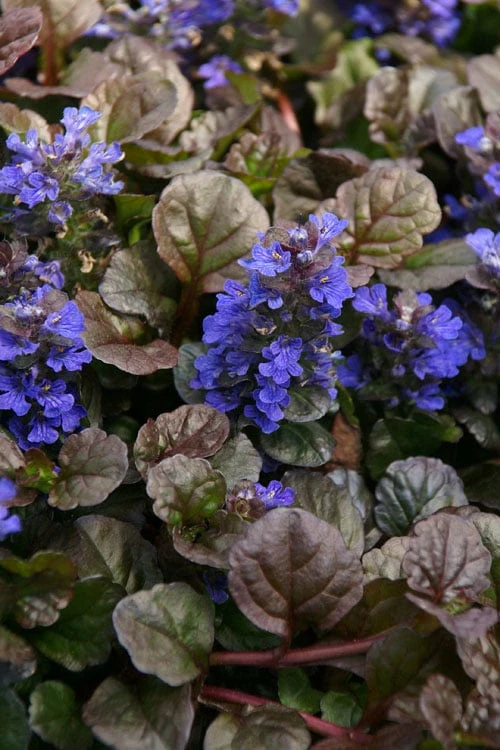 Bronze Beauty Ajuga (Bugleweed) - 6 Pack Of 3.5" Pint Pots 4 Bronze Beauty Ajuga (Bugleweed) - 6 Pack Of 3.5" Pint Pots - Image 4