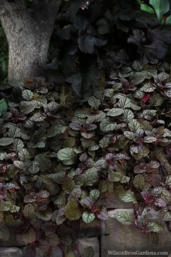 Bronze Beauty Ajuga (Bugleweed) - 6 Pack Of 3.5" Pint Pots 10 Bronze Beauty Ajuga (Bugleweed) - 6 Pack Of 3.5" Pint Pots -Plant Promotion Store ajuga bronze beauty 30