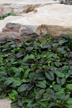 Bronze Beauty Ajuga - Bugleweed - 18 Count Flats Of Pint Pots 11 Bronze Beauty Ajuga - Bugleweed - 18 Count Flats Of Pint Pots -Plant Promotion Store ajuga reptans bronze beauty bugleweed 100 1