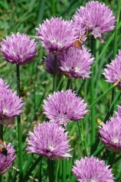 Chives Plant (Allium Schoenoprasum) - 5 Pack Of Quart Pots -Plant Promotion Store allium schoenprasum chives 3