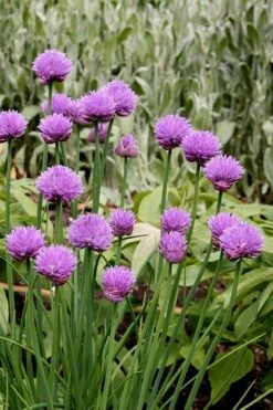 Chives Plant (Allium Schoenoprasum) - 5 Pack Of Quart Pots -Plant Promotion Store allium schoenprasum chives 4