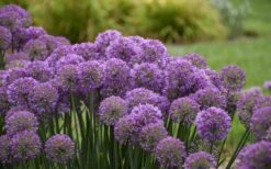 Serendipity Allium (Ornamental Onion) - 1 Gallon Pot -Plant Promotion Store allium serendipity 2 800x500 1