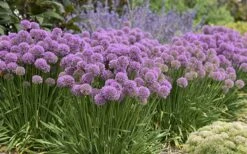 Serendipity Allium (Ornamental Onion) - 1 Gallon Pot -Plant Promotion Store allium serendipity 800x500 1