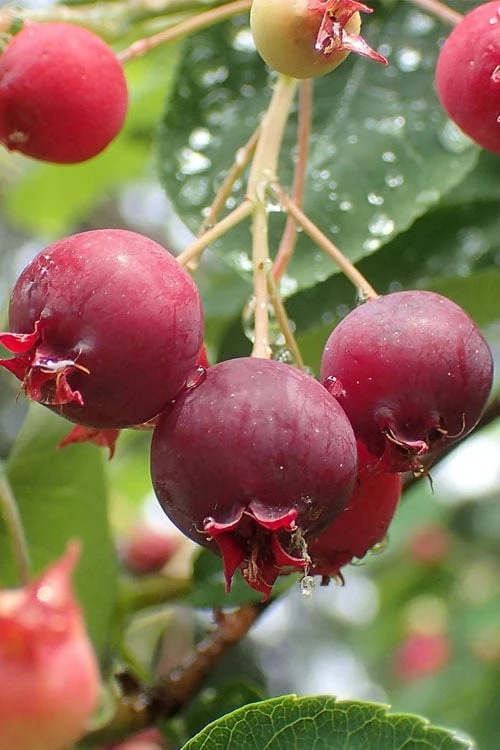 Shadblow Serviceberry Tree (Amelanchier Canadensis) - 3 Gallon Pot 1 Shadblow Serviceberry Tree (Amelanchier Canadensis) - 3 Gallon Pot