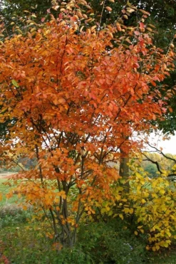 Shadblow Serviceberry Tree (Amelanchier Canadensis) - 3 Gallon Pot 13 Shadblow Serviceberry Tree (Amelanchier Canadensis) - 3 Gallon Pot -Plant Promotion Store amelanchier arborea shadblow serviceberry fall foliage 1