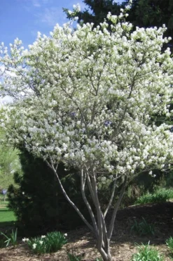 Shadblow Serviceberry Tree (Amelanchier Canadensis) - 3 Gallon Pot 12 Shadblow Serviceberry Tree (Amelanchier Canadensis) - 3 Gallon Pot -Plant Promotion Store amelanchier arborea shadblow serviceberry tree 2 1