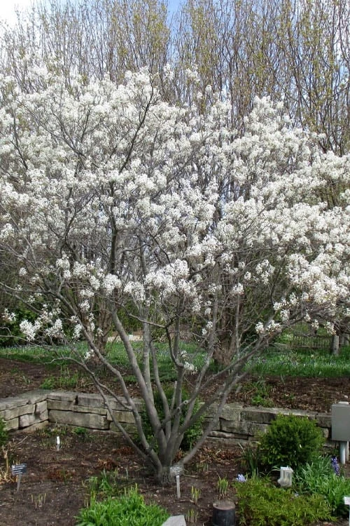 Shadblow Serviceberry Tree (Amelanchier Canadensis) - 3 Gallon Pot 9 Shadblow Serviceberry Tree (Amelanchier Canadensis) - 3 Gallon Pot - Image 9