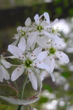 Autumn Brilliance Serviceberry Tree - 1 Gallon Pot -Plant Promotion Store amelanchier grandiflora autumn brilliance serviceberry 1