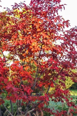 Autumn Brilliance Serviceberry Tree - 1 Gallon Pot -Plant Promotion Store amelanchier grandiflora autumn brilliance serviceberry 3