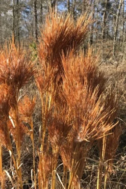Bushy Bluestem Grass (Andropogon Glomeratus) - 6 Pack Of 1 Gallon Pots -Plant Promotion Store andropogon glomeratus bushy bluestem 3