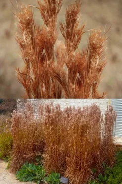 Bushy Bluestem Grass (Andropogon Glomeratus) - 6 Pack Of 1 Gallon Pots -Plant Promotion Store andropogon glomeratus bushy bluestem 8