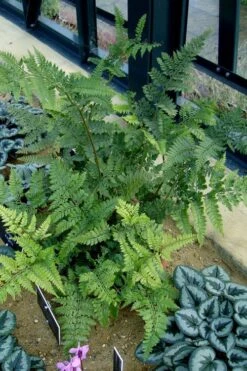 Shiny Bristle Fern - 1 Gallon Pot 9 Shiny Bristle Fern - 1 Gallon Pot -Plant Promotion Store arachnoides davalliaeformis shiny bristle fern 4