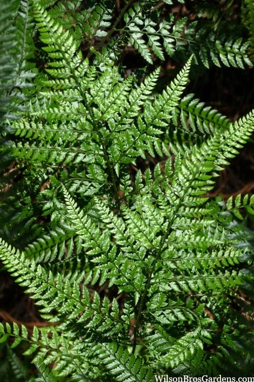 Shiny Bristle Fern - 1 Gallon Pot 1 Shiny Bristle Fern - 1 Gallon Pot