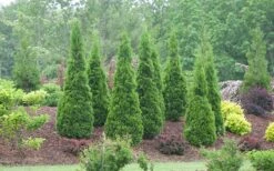 North Pole Arborvitae (Thuja) - 2 Gallon Pot 9 North Pole Arborvitae (Thuja) - 2 Gallon Pot -Plant Promotion Store arborvitae north pole 800x500 1