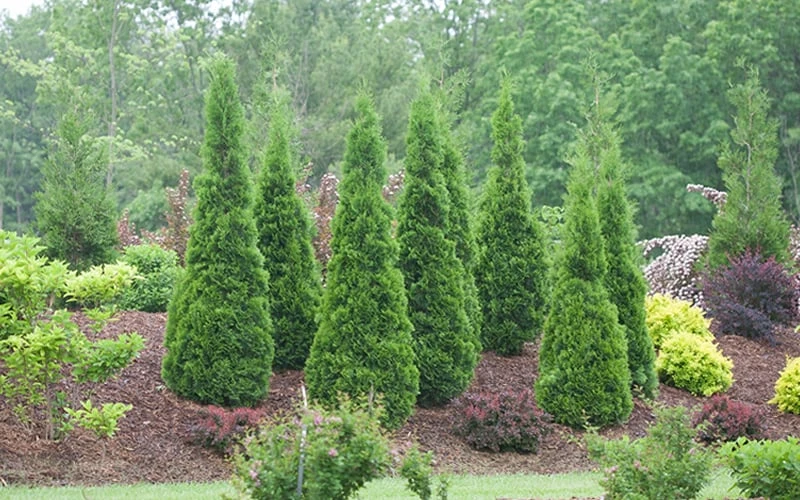 North Pole Arborvitae (Thuja) - 2 Gallon Pot 4 North Pole Arborvitae (Thuja) - 2 Gallon Pot - Image 4