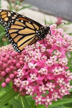 Cinderella Swamp Milkweed (Asclepias Incarnata) - 1 Gallon Pot