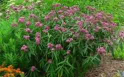 Cinderella Swamp Milkweed (Asclepias Incarnata) - 1 Gallon Pot -Plant Promotion Store asclepias incarnata cinderella swamp milkweed 12