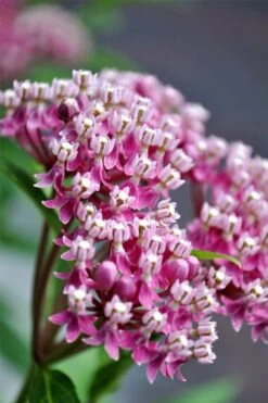 Cinderella Swamp Milkweed (Asclepias Incarnata) - 1 Gallon Pot -Plant Promotion Store asclepias incarnata cinderella swamp milkweed 13