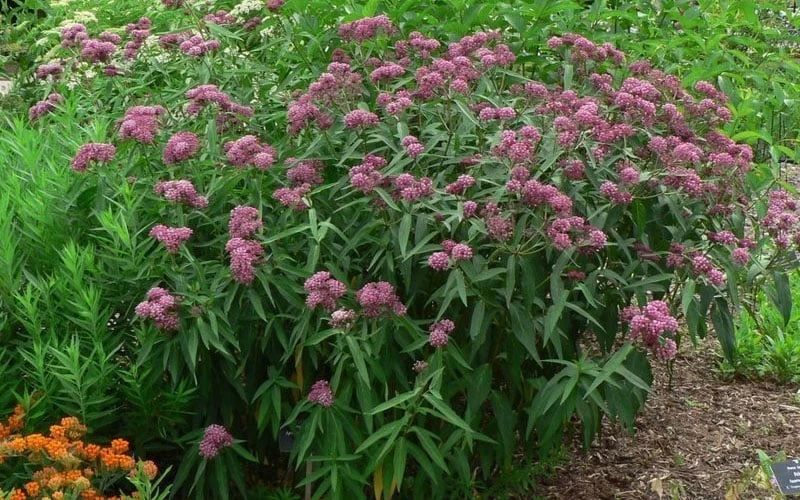 Rose Swamp Milkweed (Asclepias Incarnata) - 1 Gallon Pot 7 Rose Swamp Milkweed (Asclepias Incarnata) - 1 Gallon Pot - Image 7