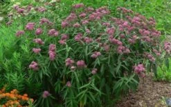 Rose Swamp Milkweed (Asclepias Incarnata) - 6 Pack Of 1 Gallon Pots -Plant Promotion Store asclepias incarnata rose swamp milkweed 10