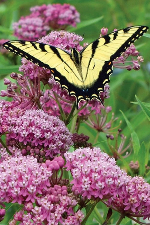 Rose Swamp Milkweed (Asclepias Incarnata) - 1 Gallon Pot 1 Rose Swamp Milkweed (Asclepias Incarnata) - 1 Gallon Pot
