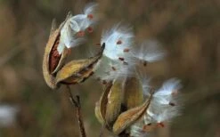 Rose Swamp Milkweed (Asclepias Incarnata) - 6 Pack Of 1 Gallon Pots -Plant Promotion Store asclepias incarnata rose swamp milkweed 5