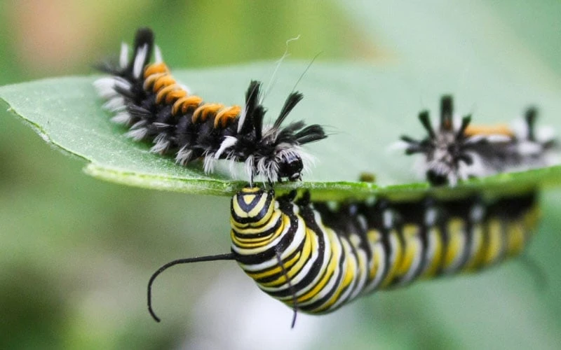 Rose Swamp Milkweed (Asclepias Incarnata) - 1 Gallon Pot 6 Rose Swamp Milkweed (Asclepias Incarnata) - 1 Gallon Pot - Image 6